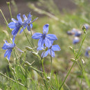 Kinaridderspore - Frø