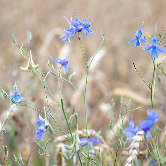 Kinaridderspore - Frø