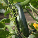 Klatre Zucchini Courgette