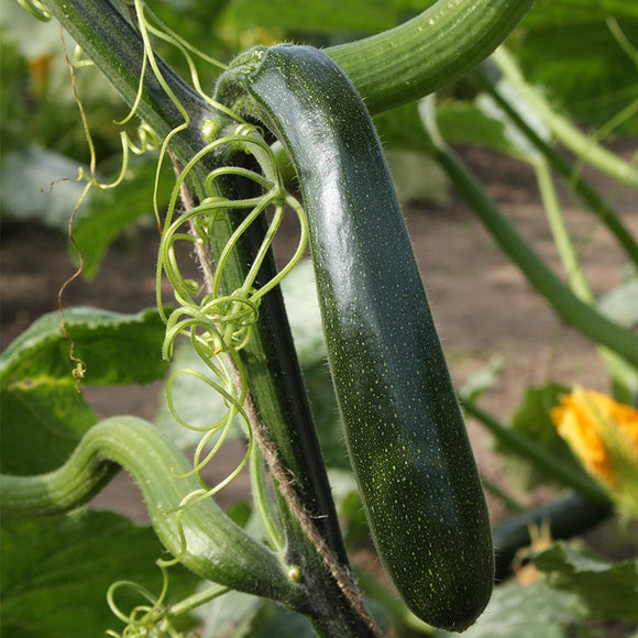 Klatre Zucchini Courgette
