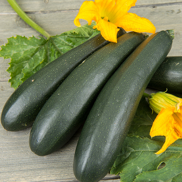 Klatre Zucchini Courgette