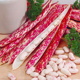 Klatrebønne Stokkievitsboon