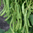 Klatrebønne Bønnebelger