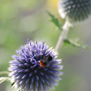 Kuletistel Stålblå