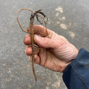 Kuletistel Stålblå