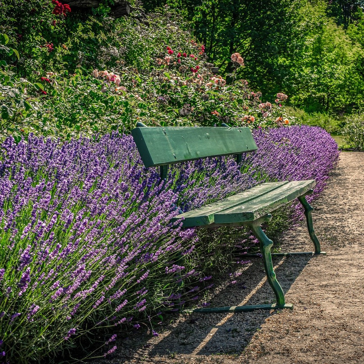 Lavendel