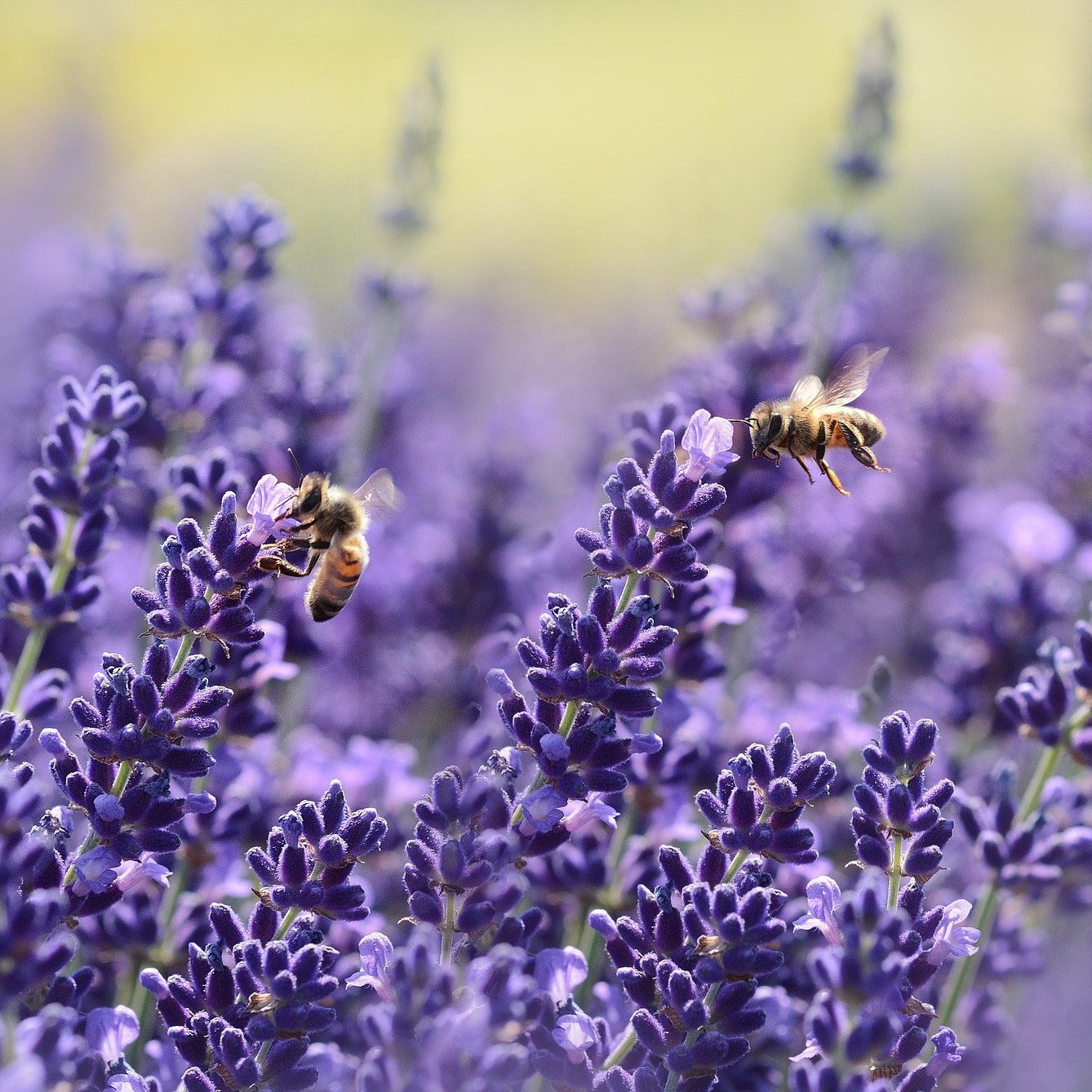 Lavendel