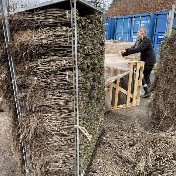 Vinterliguster Atrovirens H4-H5