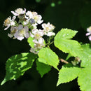 Bjørnebær Loch Ness