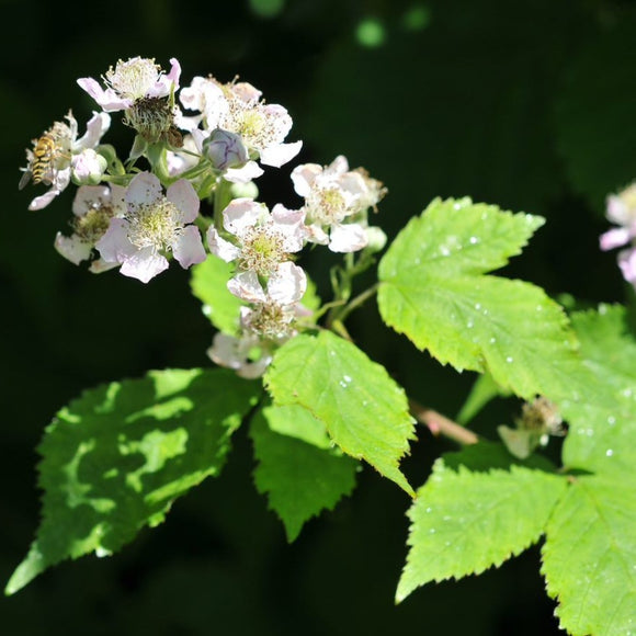 Bjørnebær Loch Ness