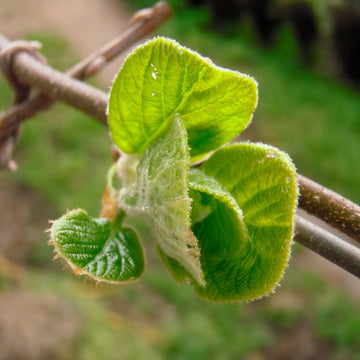 Minikiwi Hann 'Weiki'