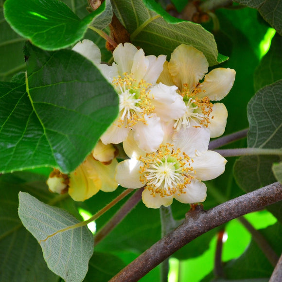 Minikiwi Hann 'Weiki'