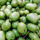 Minikiwi Hunn 'Geneva'