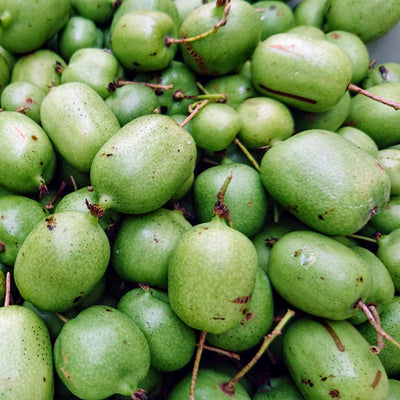 Minikiwi Hunn 'Geneva'