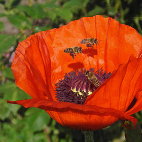 Opiumsvalmue rød - Frø