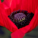 Opiumsvalmue rød - Frø