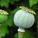 Opiumsvalmue rød - Frø