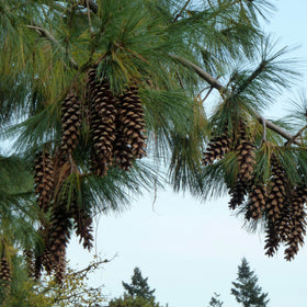 Tårefuru – Pinus wallichiana