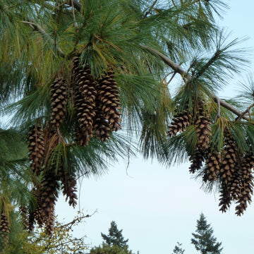 Tårefuru – Pinus wallichiana