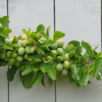 Plomme 'Opal'