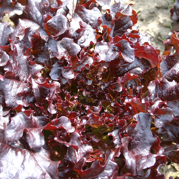 Rød eikebladsalat 'Red Salad Bowl' - Frø