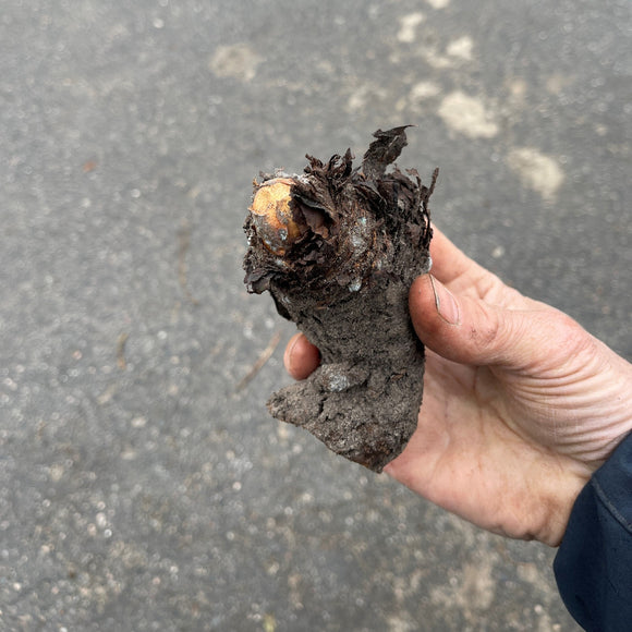 Rabarbra 'Canadian Red'