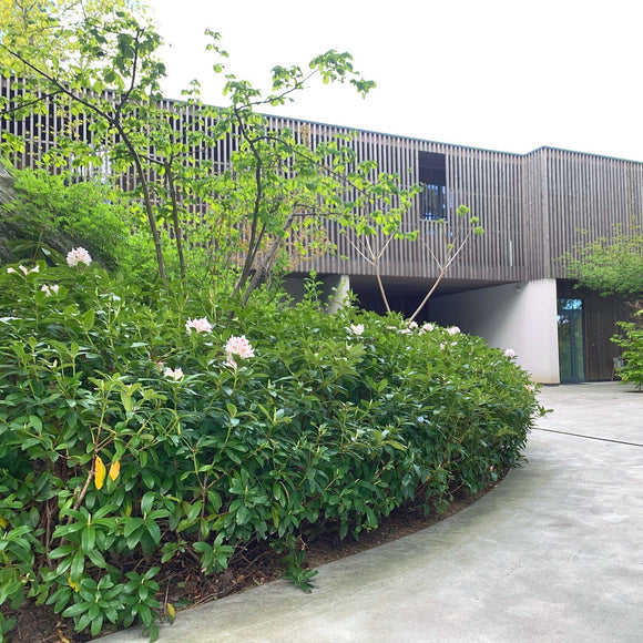Rhododendron Alperose - Cunninghams White