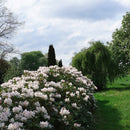 Rhododendron Alperose - 'Cunninghams White'