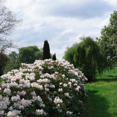 Rhododendron Alperose - 'Cunninghams White'