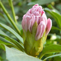 Rhododendron Alperose - 'Cunninghams White'