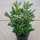 Rhododendron X 'Cunninghams White'-3