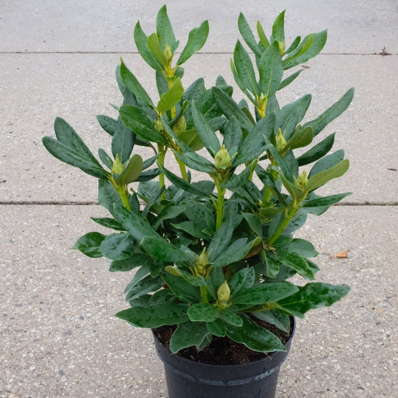 Rhododendron X 'Cunninghams White'