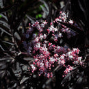 Svarthyll rødbladet-2