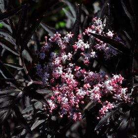 Svarthyll rødbladet - 0