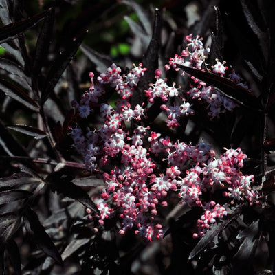 Svarthyll rødbladet - 0