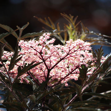 Svarthyll Rødbladet