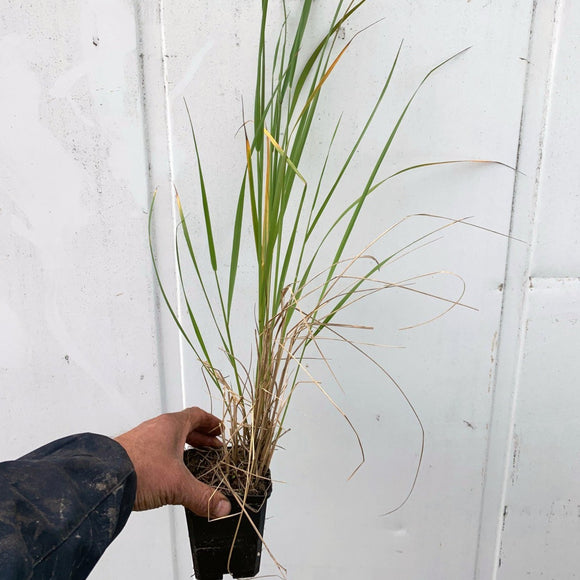 Rørkvein Karl Foerster