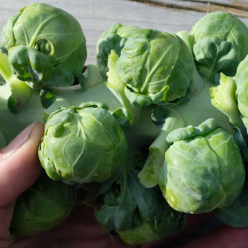 Rosenkål supersort
