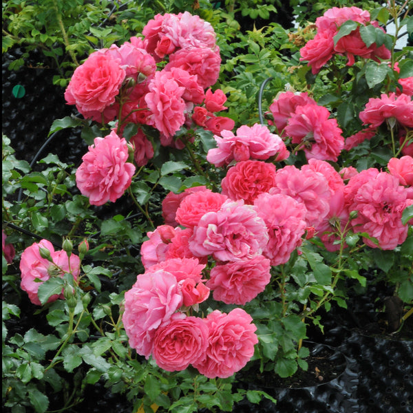 Rose 'Rosarium Uetersen'