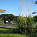 Kinagress Stor | Prydgress