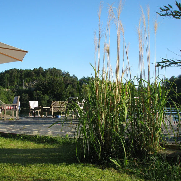 Kinagress Stor | Prydgress