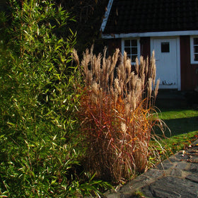 Kinagress Stor | Prydgress