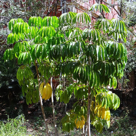 Schefflera actinophylla - Frø