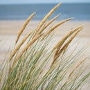 Strandrug - Leymus arenarius