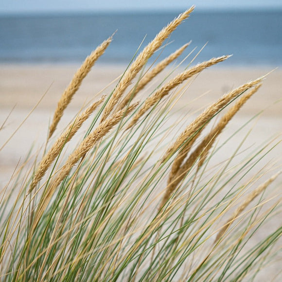 Strandrug - Leymus arenarius