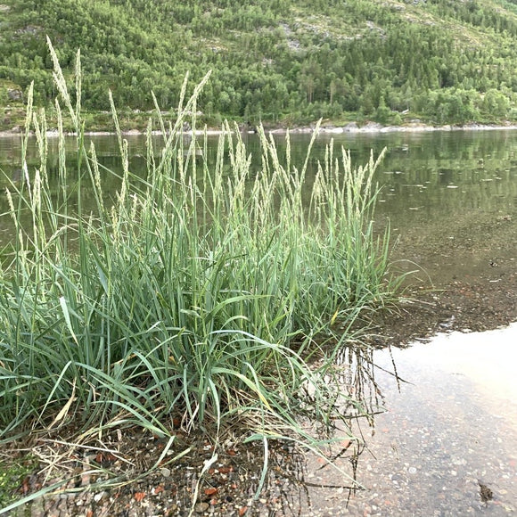 Strandrug - Leymus arenarius