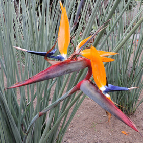 Strelitzia