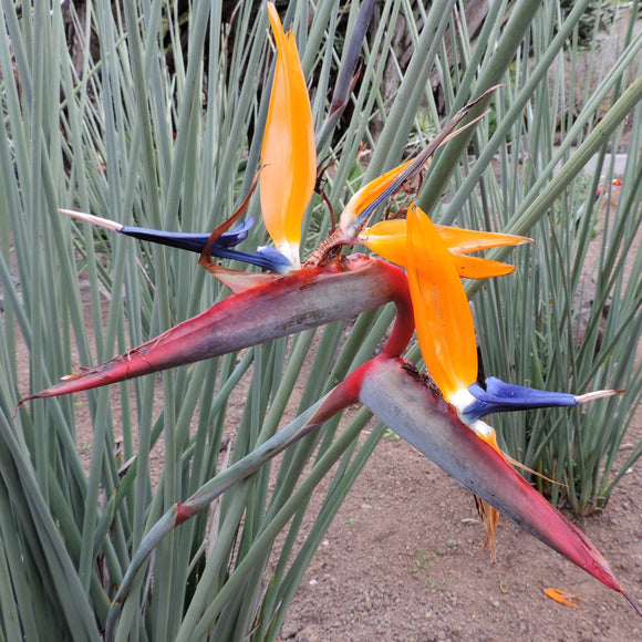 Strelitzia