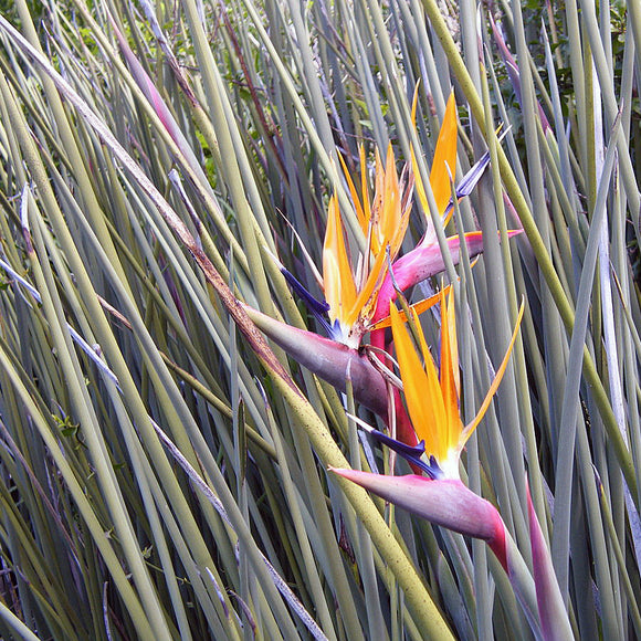 Strelitzia juncea - Smalbladet 'Bird of Paradise'
