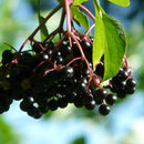 Svarthyll 'Haschberg'